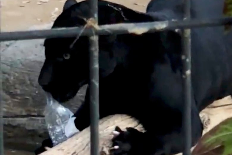 The jaguar that attacked a woman plays with a plastic bottle at the Wildlife World Zoo in Litchfield Park, Arizona on March 9, 2019 in this still image obtained from a social media video on March 10, 2019.